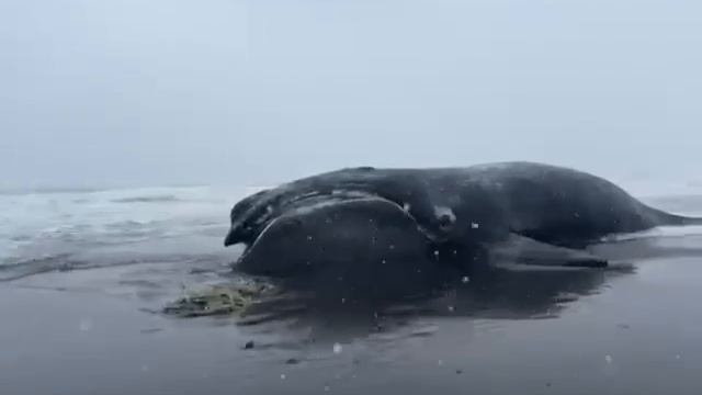 Тушу кита выбросило на берег Камчатки