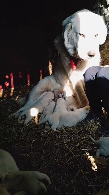 🔴 Iubire de mamă 🤗🥰❤️🙏🏻💕
