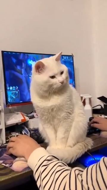 Жeна yкоризненно cмотрит как я играю в компьютерные игры