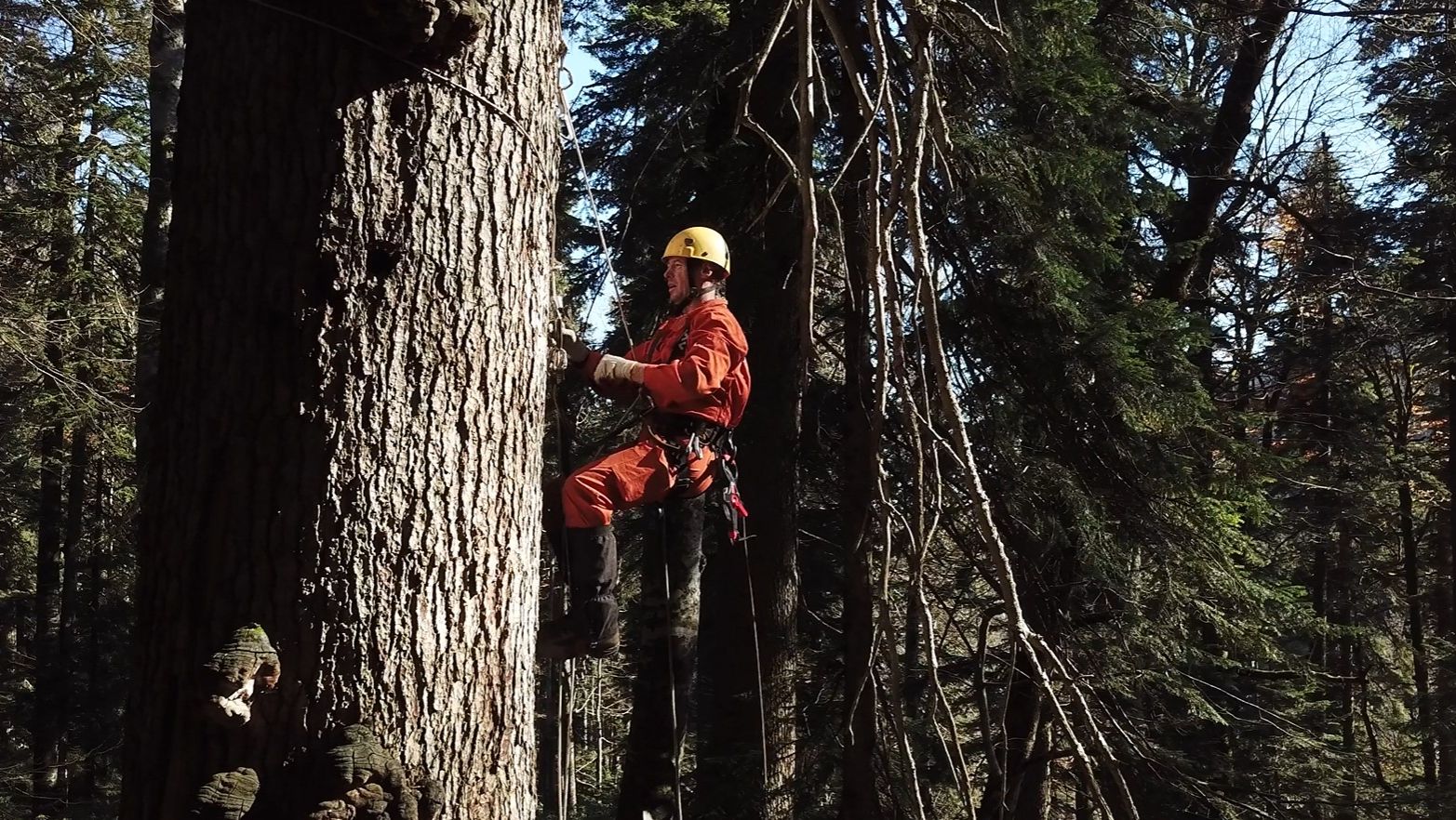 Самое высокое дерево России