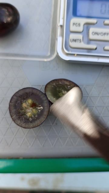 Отче селекции Донского казачества.