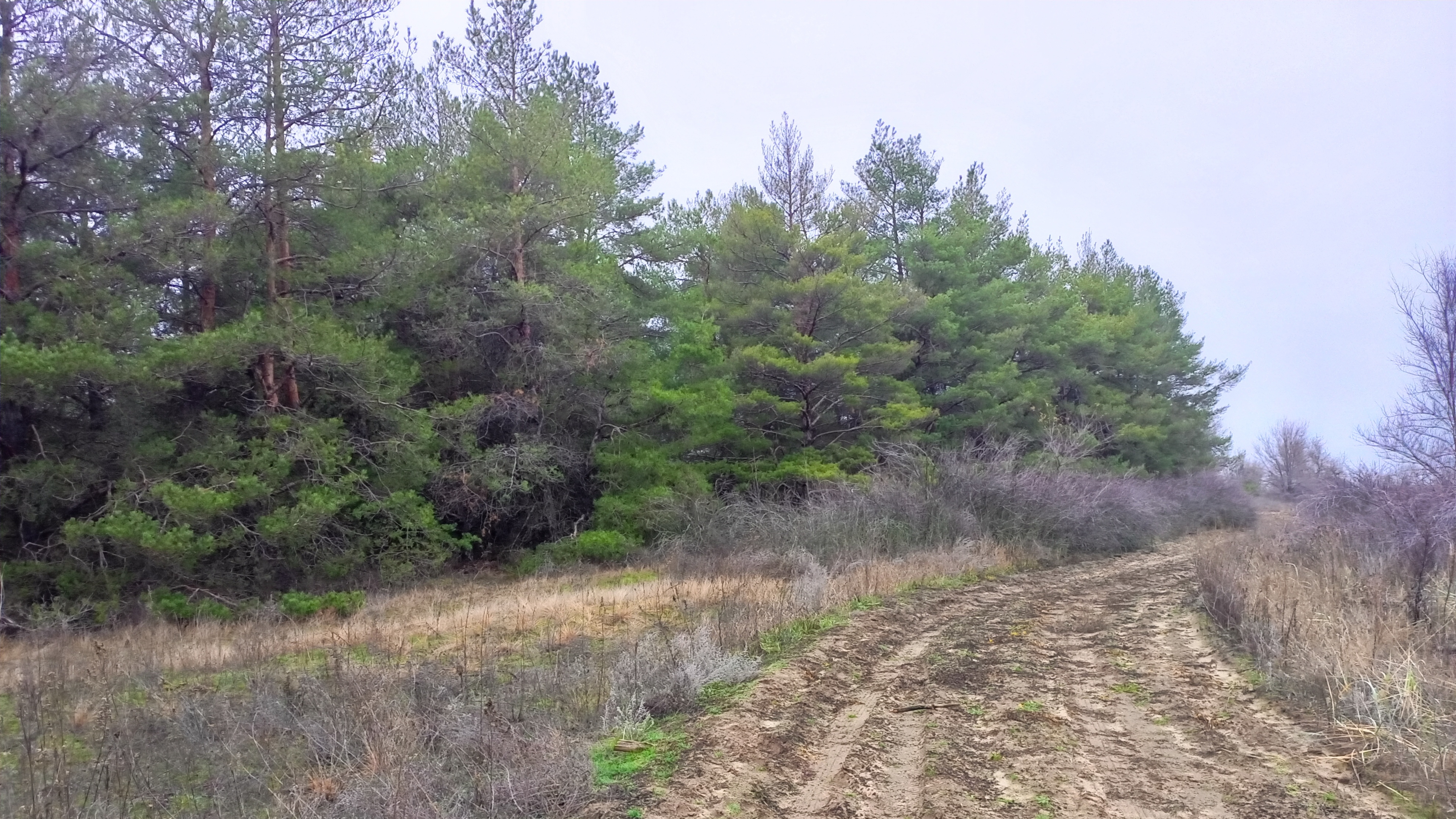 Осенний двор и прогулка за грибами.