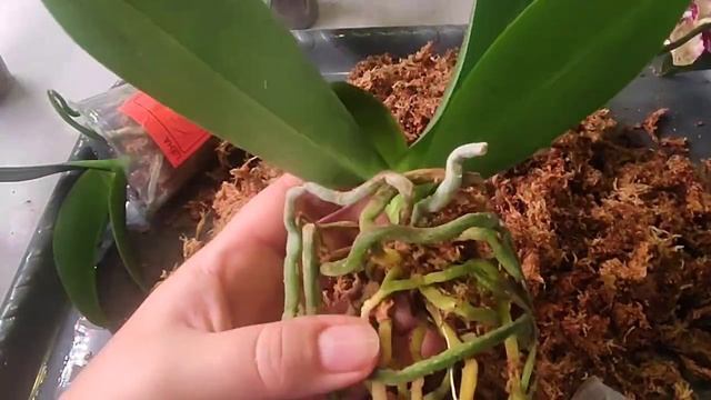 #138 ОрхоVLOG меняем засоленный субстрат, оттираем корни от отложений, стали чище. Пересадка (1)