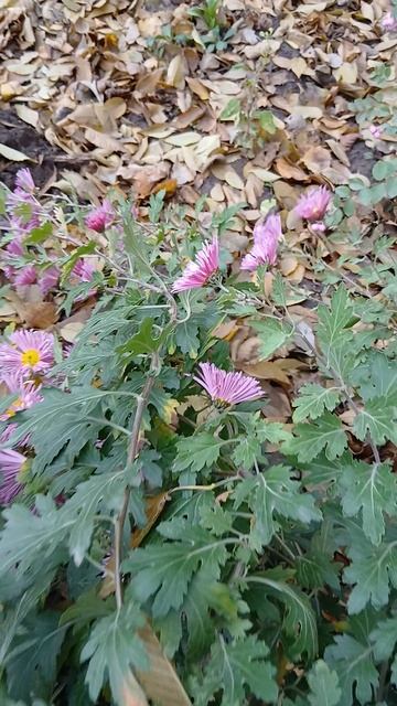 1000005314.mp424.11.2025г.