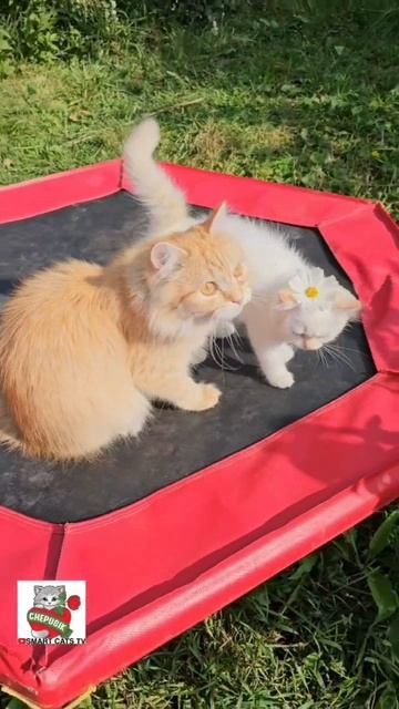 Настюня сорвалась с небес и попала к Пикселюше на Урок астрономии 🌞🌟🌼😻❤️😻✨️