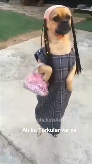 VID_20251124_053359_864.mp4