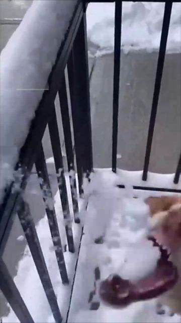 Умилительные моменты с животными: от черепахи до спящих друзей