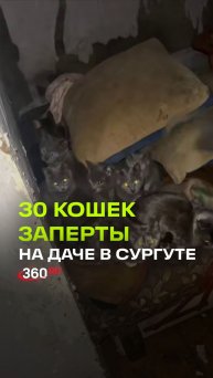 Без еды, хозяев и тепла. Десятки кошек замерзают да брошенной даче в Сургуте