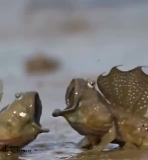 Илистые прыгуны (Periophthalmus spp.) — рыбы, которые чувствуют себя уверенно как в воде, так и н...