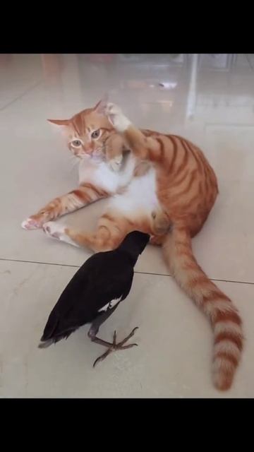 смешная подборка