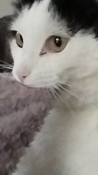 ну и котик 😂