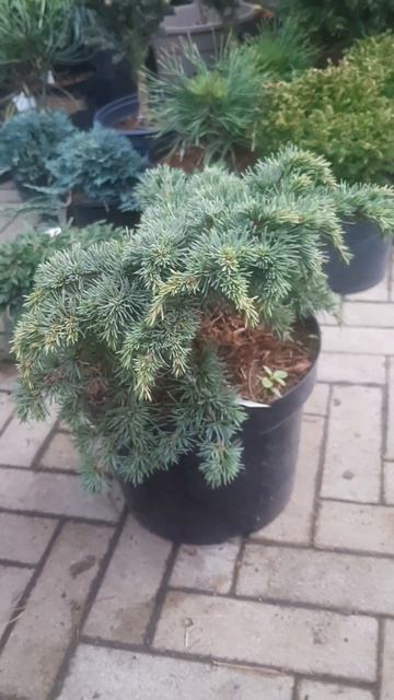 ❤🌲Кедр Ливанский Хоумпарк 
✔Продажа растений в телеграм канале:
https://t.me/love_is_hvoiny_dvorik
🚛