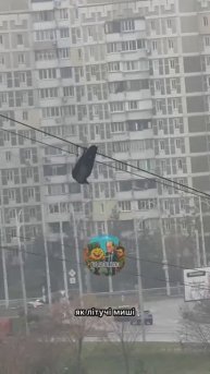 В Киеве вороны начали падать в обморок!