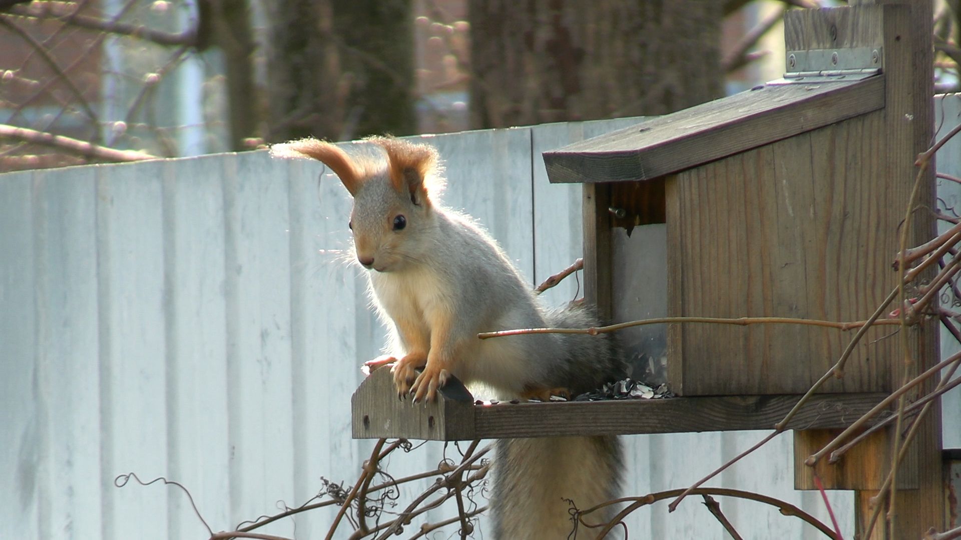 А СНЕГ НЕ ИДЕТ