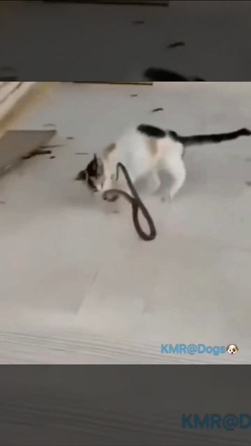 Ловкость лап и никакого мошенничества🐍🤎