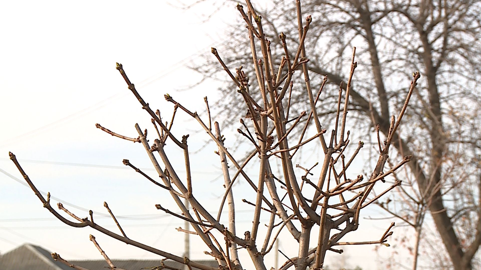 В Кочубеевском округе прошла масштабная высадка деревьев