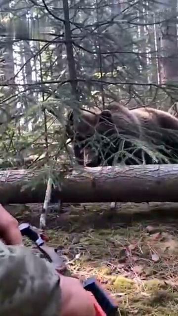 Спасение медвежонка из капкана - нейросеть