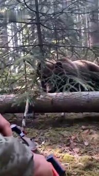 Спасение медвежонка из капкана - нейросеть