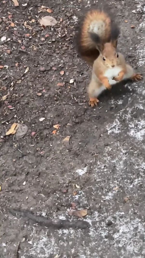 Белочкам всё мало орехов #земнойирий #природа #парк #белочки #белки #животные