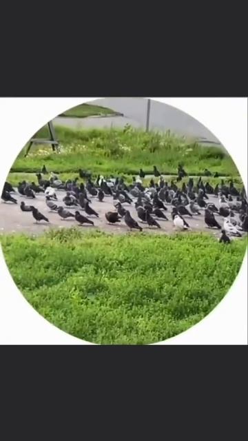 брат, извини тут голубиные похороны