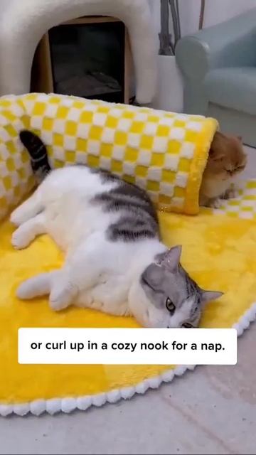 Котикам нравится туннель 🐈😍😻😘☺️