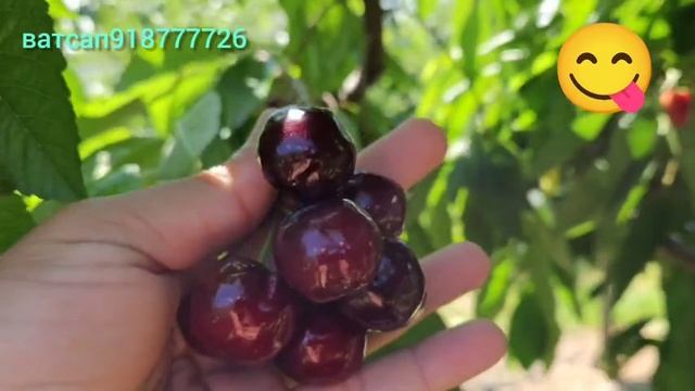 🍒 Ниҳоли гелоси пешпаз — сифати аъло бо кафолати 100%!
Агар барои боғи худ гелоси боэътимод, серҳос
