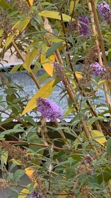 Скоро зима а в Ереване до сих пор лето 🌞