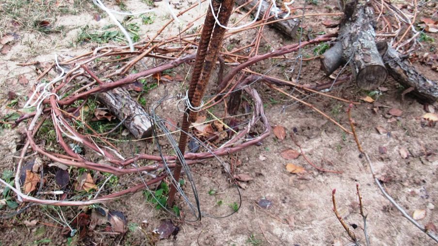 Как укрываем виноград на зиму в ноябре и результатом весной довольны