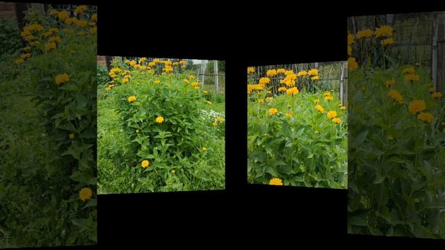 Мои жёлтые цветы👍🔥