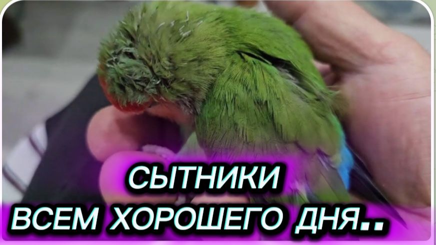 САМВЕЛ АДАМЯН, СЫТНИКИ, ВСЕМ ХОРОШЕГО ДНЯ..