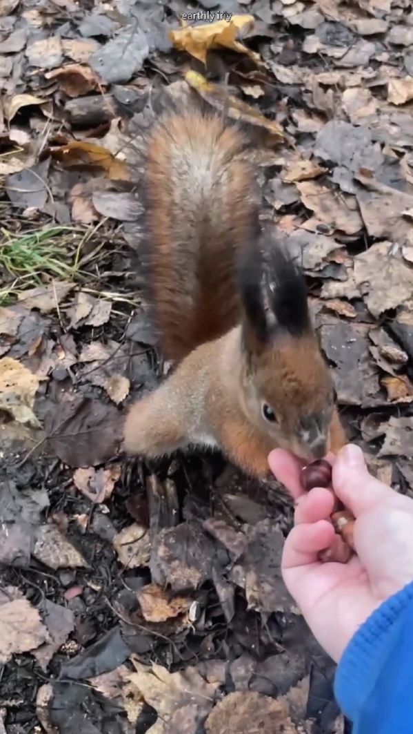Чумазик прикусил палец #земнойирий #природа #парк #белочки #белки #животные