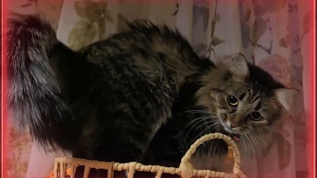 хмурое утро