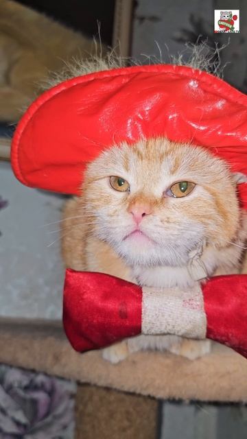 Маленький Рыжуля-Прыжуля Сладкий Пирожочек Дружочек желает Всем своим Любимым Зрителям Сладких снов