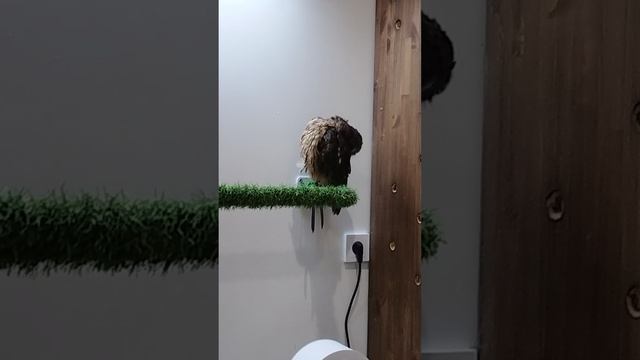 VID_20251122_174933.mp4