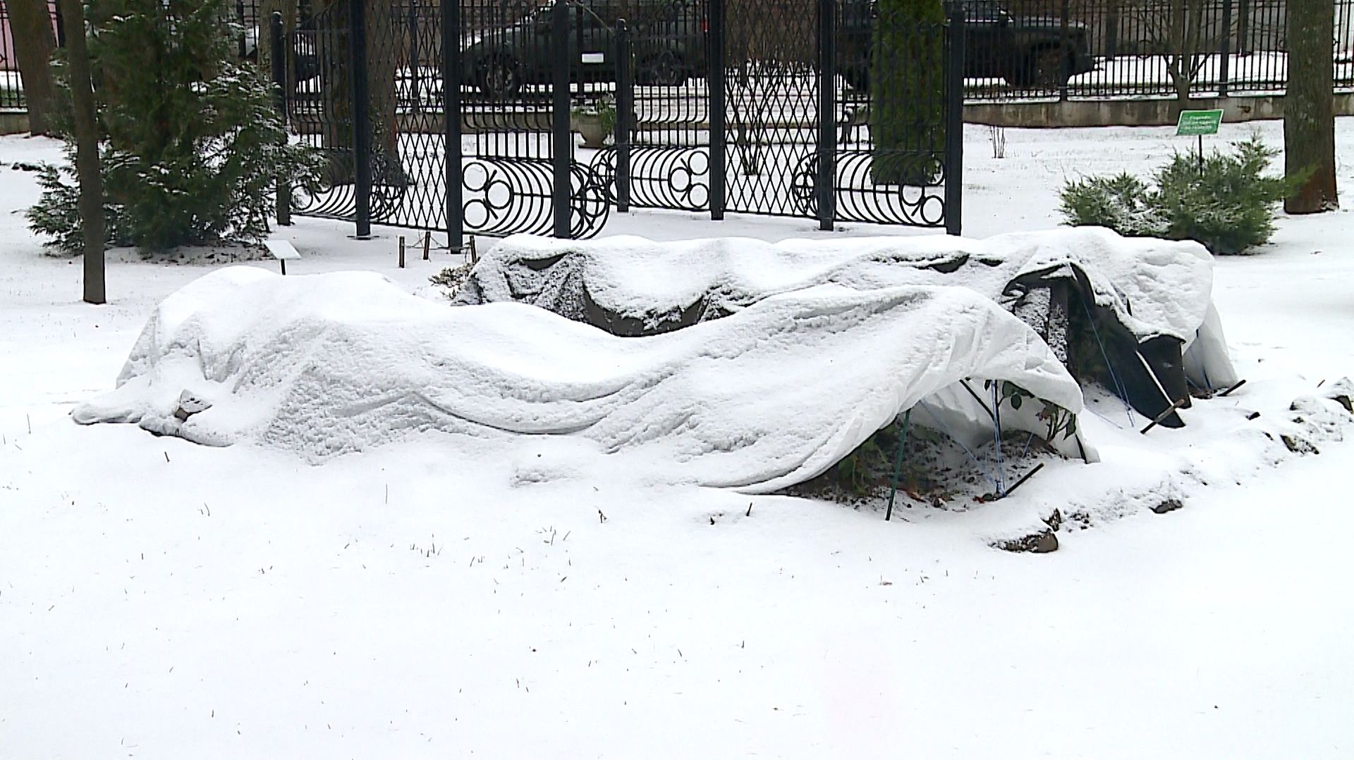 (Рыбинск-40) КАРЯКИНСКИЙ САД УШЁЛ В СПЯЧКУ