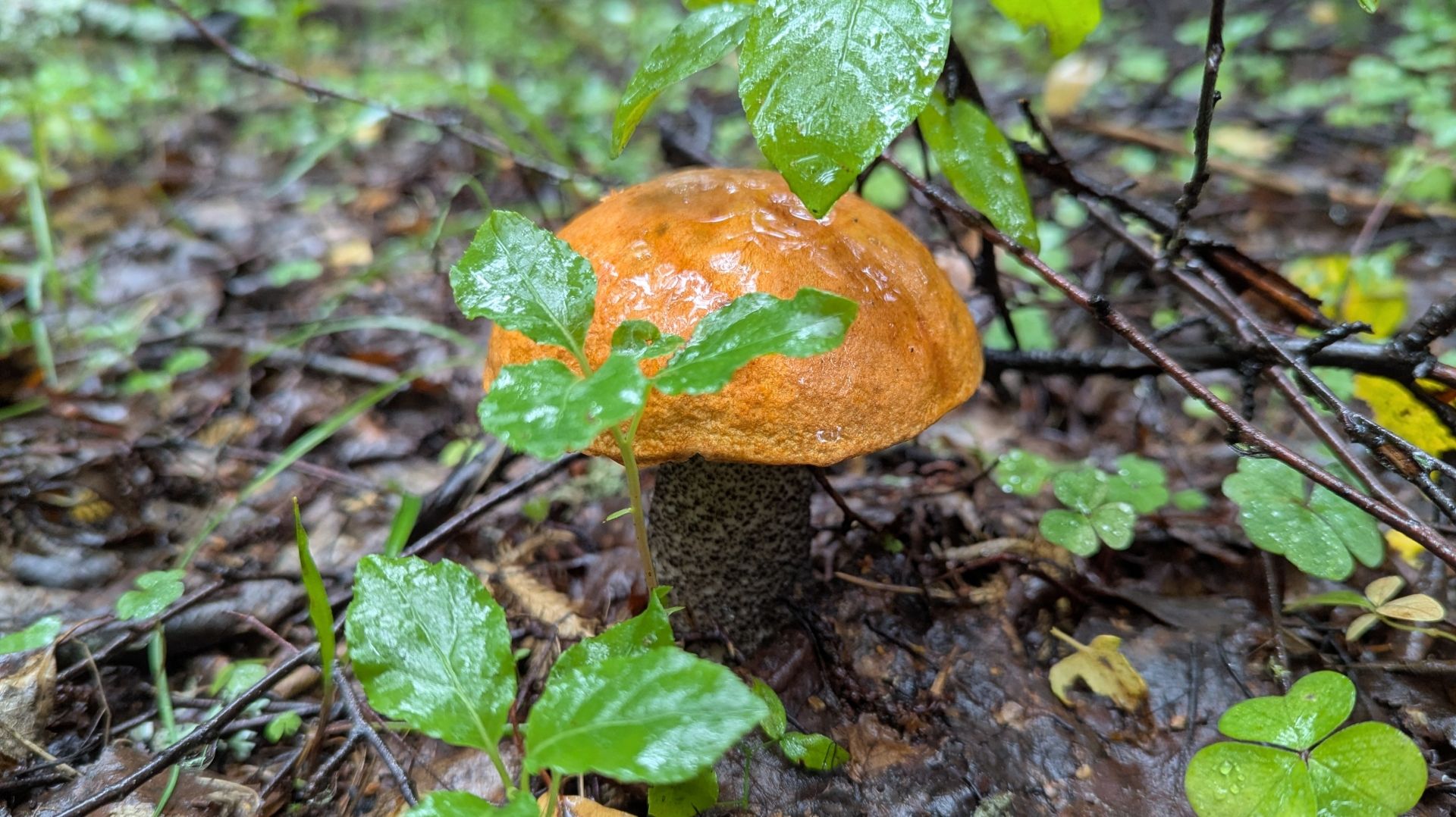 Подосиновик жёлто-бурый (Leccinum versipelle). Как выглядит гриб на месте произрастания.