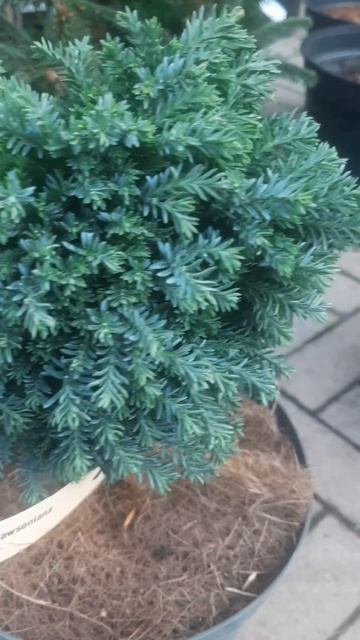 ❤🌲Кипарисовик Лавсона Римпелаар
✔Продажа растерий в телеграм канале:
https://t.me/love_is_hvoiny_dvo