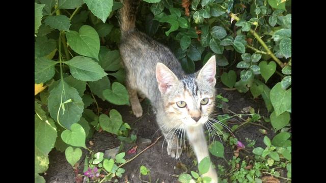 Моя кошечка Соня