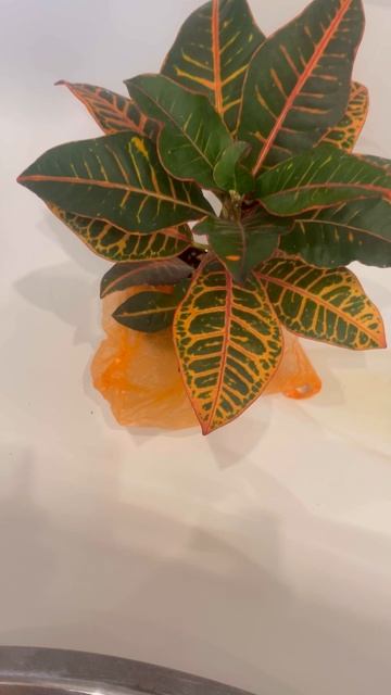 Мучнистый червец