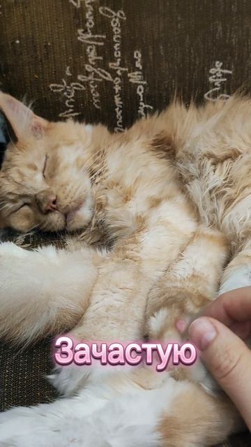 Нет аналогов #cat #котофейка #мейнкун #котики #веселыекоты #коты #видосыоткота #мейкун #кот #шутки