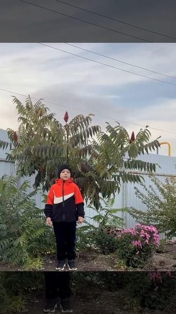 «Осень наступила, высохли цветы» автора Алексея Плещеева