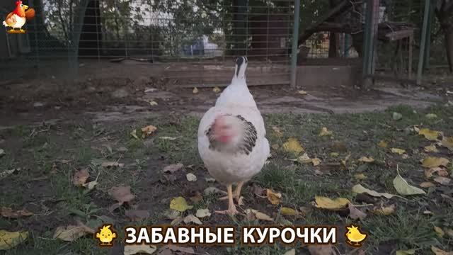 Забавные курочки несушки на сельском подворье 🤗😂😜 (31)