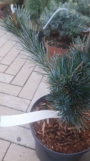 ❤🌲Сосна мелкоцветковая Негиши
✔Продажа растений в телеграм канале:
https://t.me/love_is_hvoiny_dvori