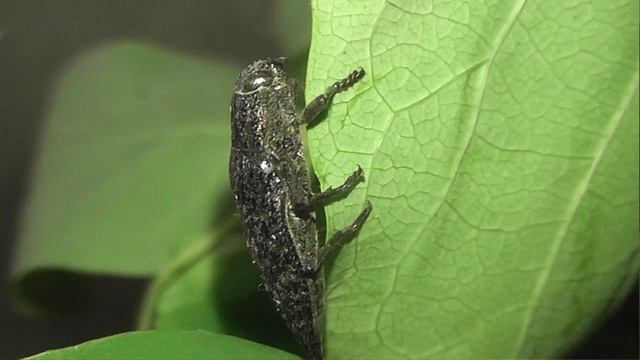 ИНСЕКТАРИЙ: 409. Берёзовая Златка (Dicerca furcata)