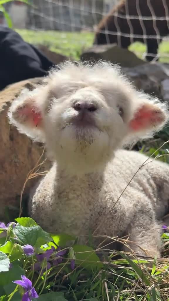 #животные #видео #Милые