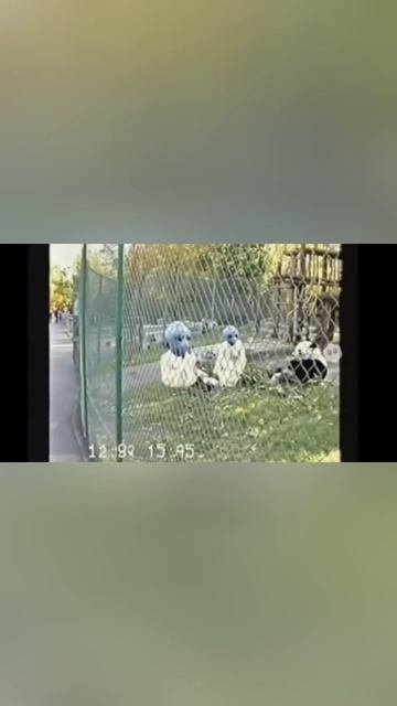 Они среди нас / They are among us #КРИНЖОВЫЕВИДЕО #Панда #SCI #Alien #Panda