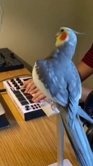 попугай рэпир