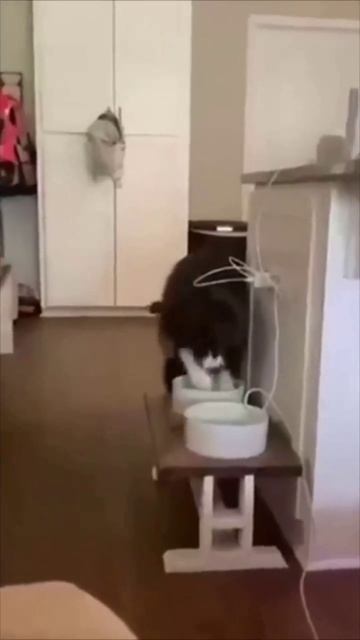 Котята нашли уютное место, а такса гуляет!