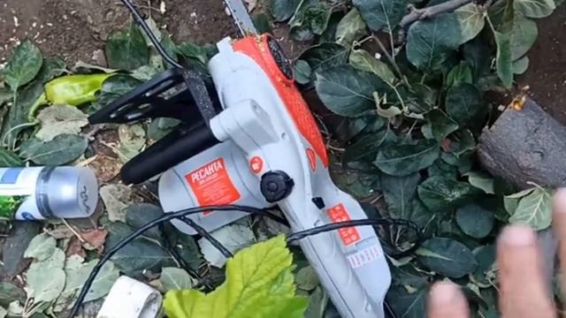 ОМОЛАЖИВАНИЕ ЯБЛОНИ