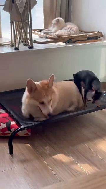 Да чо за лежанка высокая, о боже😵💫))